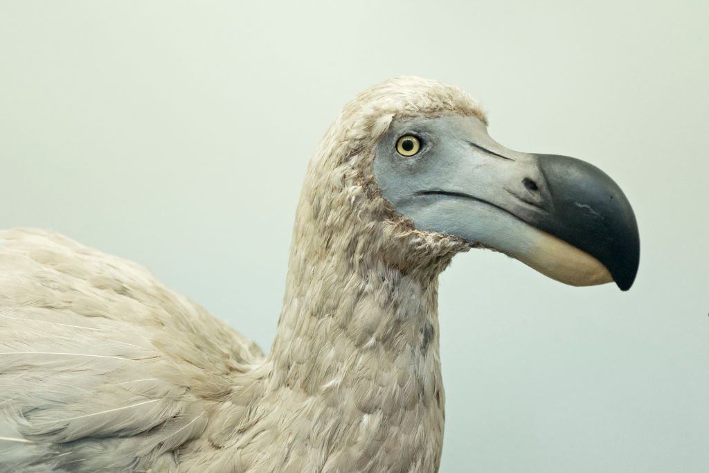 Smutna wiadomość...

Ptaki dodo wyginęły ponad 300 lat temu