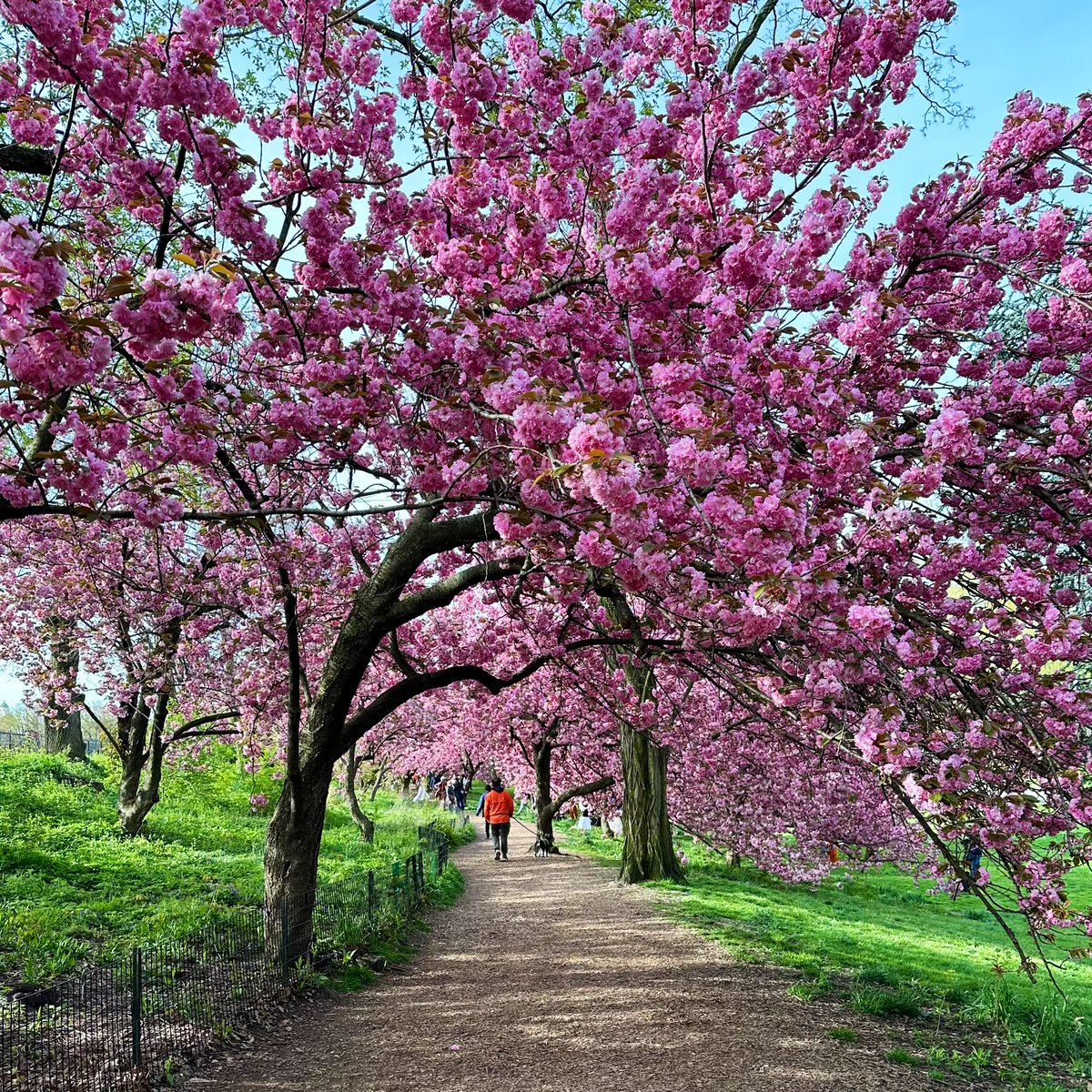 Good morning from the Cherry Blossoms @CentralParkNYC I🌸NY