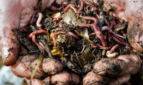 #Soilisvitaltoourhealth. >50% of all organisms live in the soil. We have greatly neglected. #Earthwormpopulations have declined tremendously. Pesticides & inorganic fertilisers are driving the loss.