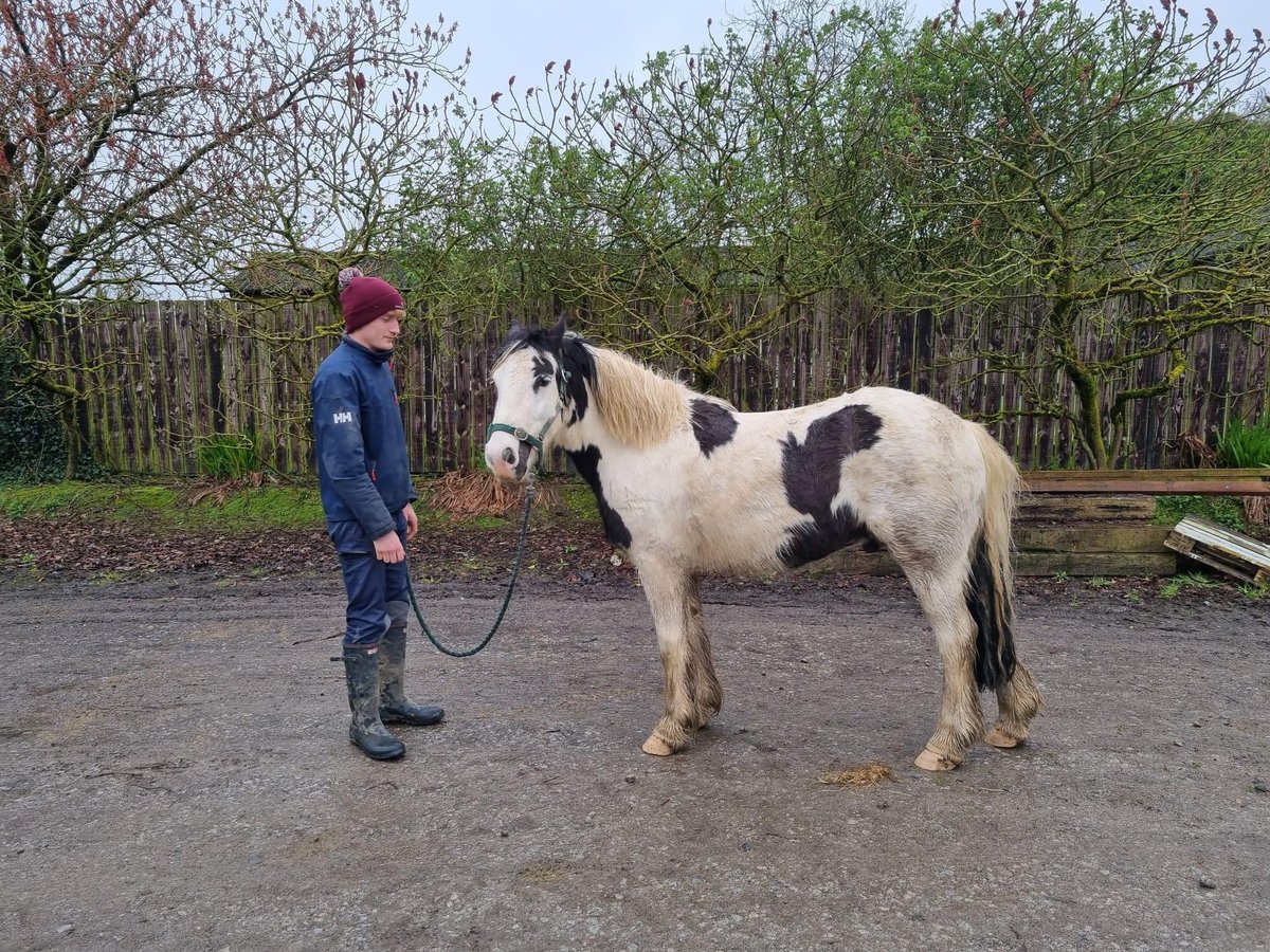 Donnie is 4yrs old and roughly 13hh. He is an absolute gent and ready to start his education. He is excellent for the farrier, great to be handled and adores attention. 🥰 mylovelyhorserescue.com/adoption-faqs-…