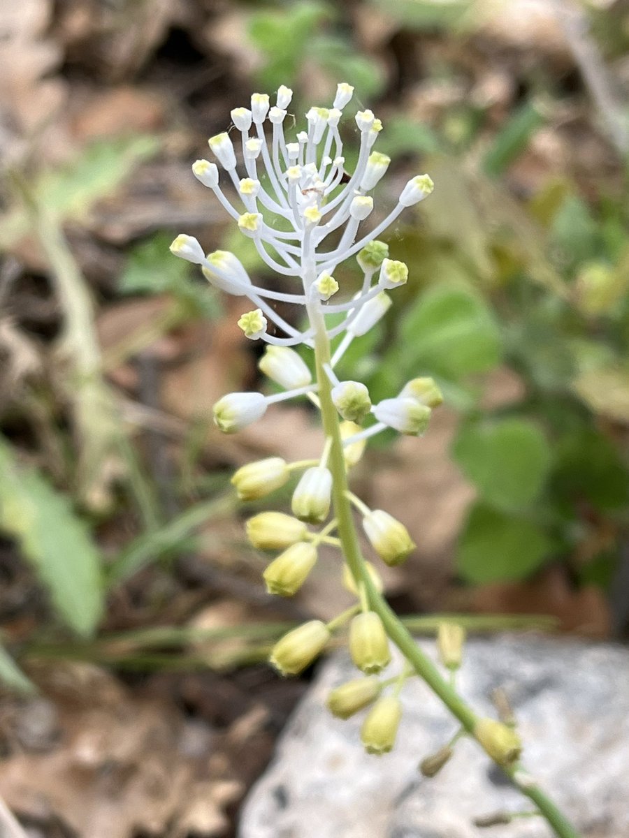 thismiaguy's tweet photo. #Muscari comosum is another common (sub)Mediterranean #geophyte. However, its white form made me happy today.
#Sicily #Asparagaceae #iambotanist https://t.co/JHBO3vXzaL