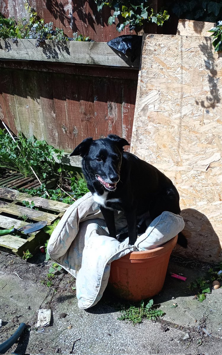 Can't believe he decided to sit in the plant pot when we weren't looking, that old dog bed is getting plenty of value🐶
