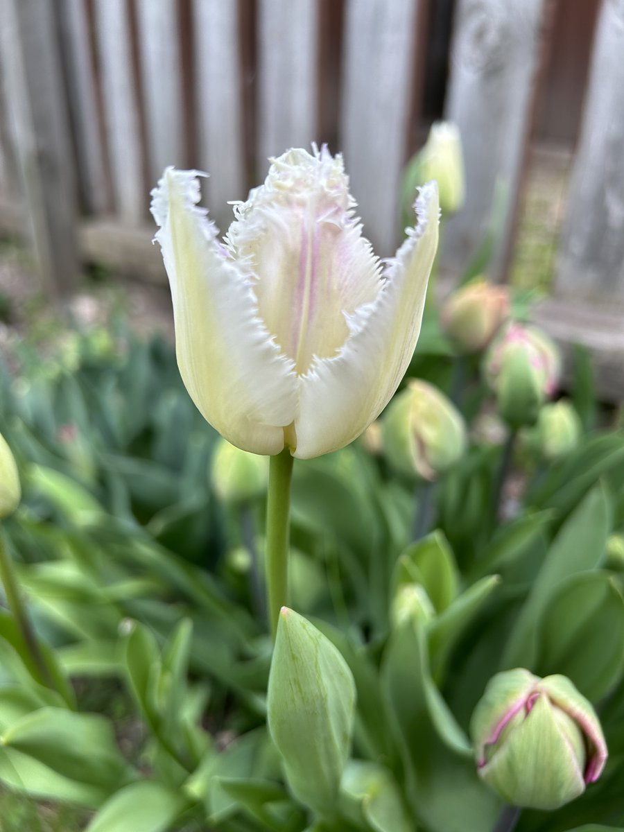 A lovely burst of colour in the garden today. Very happy to see my tulips blooming.