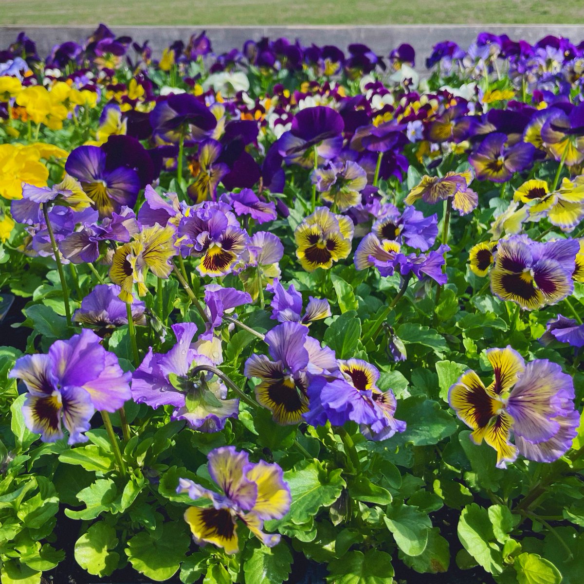 Our Pansies are poppin' under all this sunshine! Pickup a hangin' basket for $25 or a six-pack for $5! Grab a coffee and swing by the farmstand, we’re open at 10am folks. #sunshine #flowers #pansies #BardwellFarm #season2024 #shoplocal #ag #agriculture #aglife #farmlife