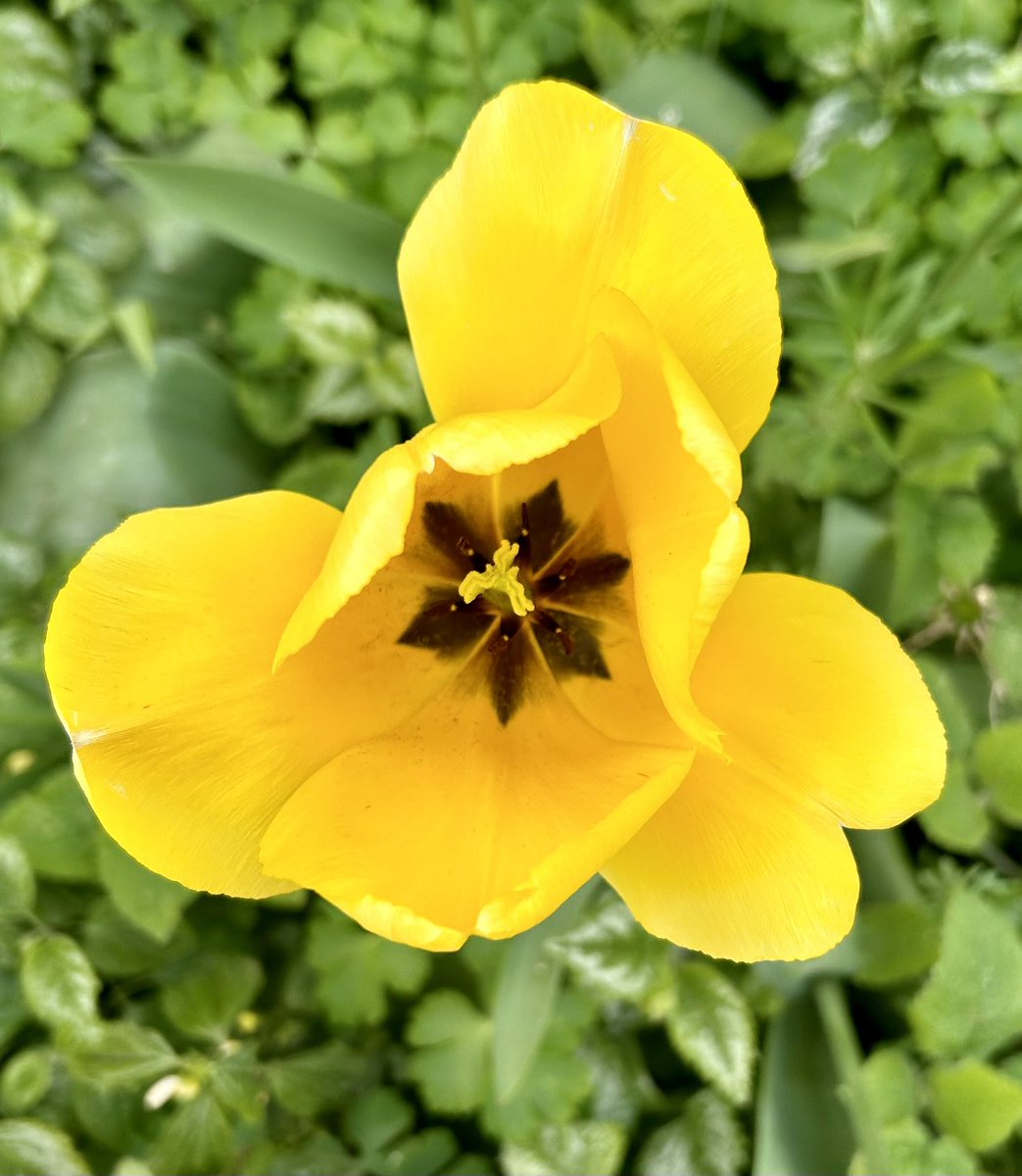 lmclea2's tweet image. Better weather innit… #methley #bridlepath #geometryinnature #path #field #nature #spring