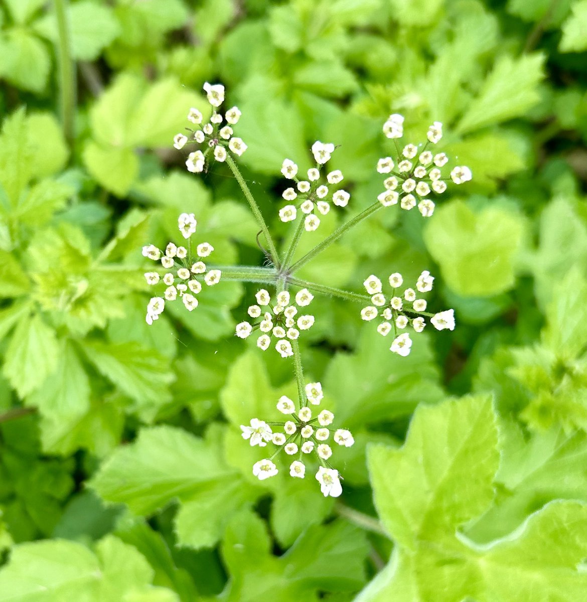 lmclea2's tweet image. Better weather innit… #methley #bridlepath #geometryinnature #path #field #nature #spring