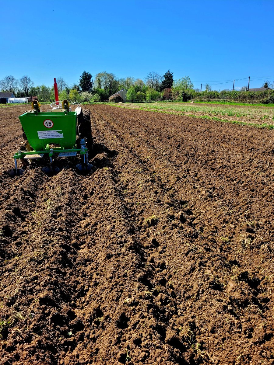 #potato planting today