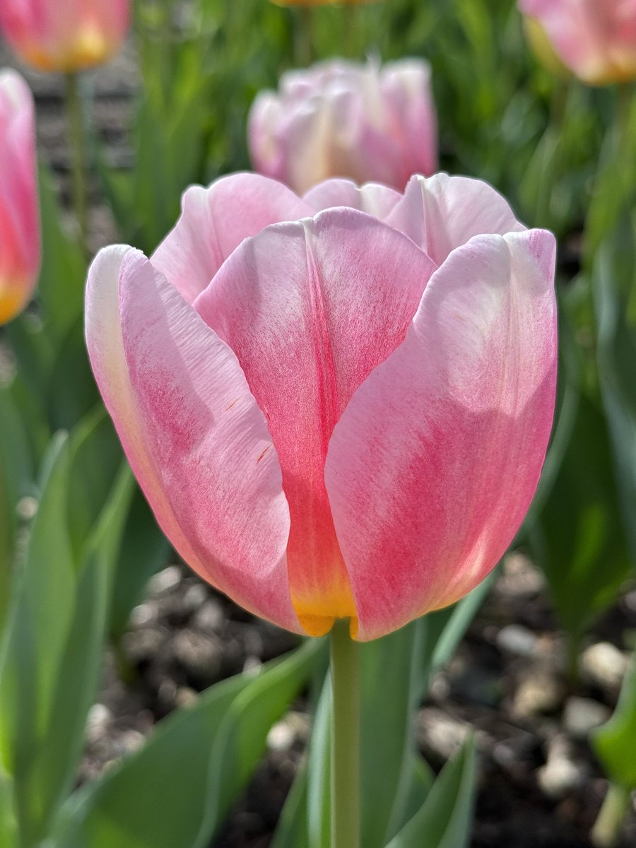 Good morning 🩷 More beautiful Tulips 🌷 bringing pops of colour 🩷 #GardeningTwitter #GardeningX