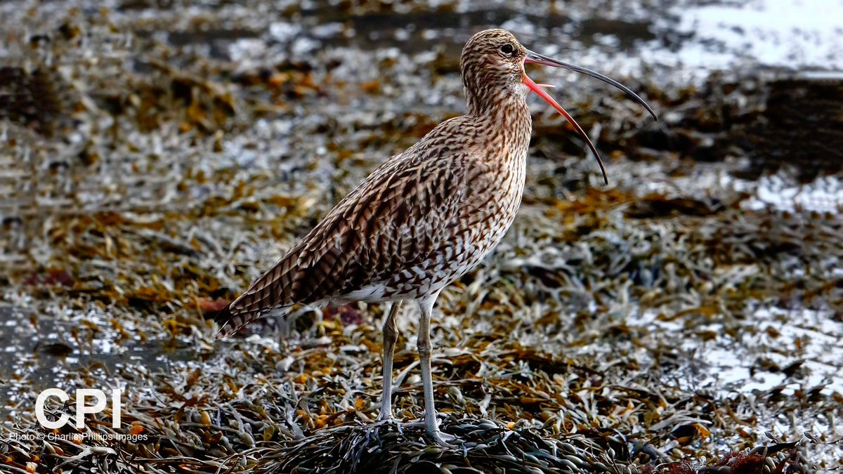 A #Curlew getting ready to shout about #WorldCurlewDay