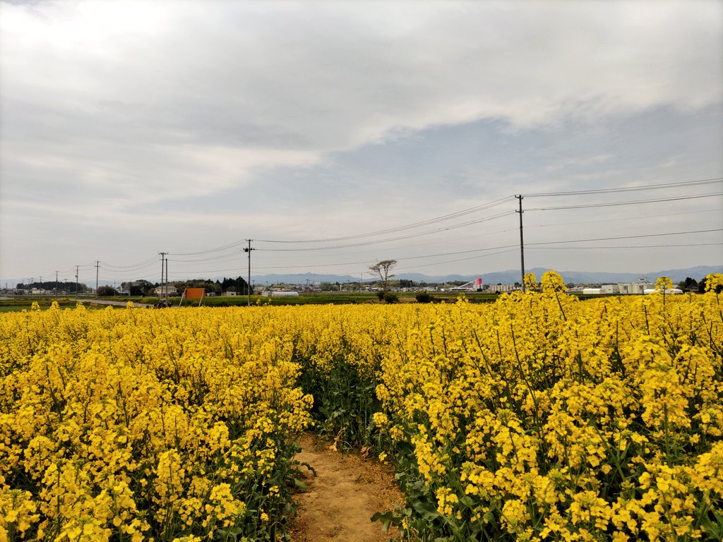nijivol2's tweet photo. 今日は萱浜の「なの花めいろ」へ行って来ました～
去年より背が高い菜の花にびっくりしました。
子供たちも楽しめたようで良かった良かった～
#復興浜団
#南相馬市原町区萱浜
#なの花めいろ南相馬 https://t.co/sD5ATIrctQ