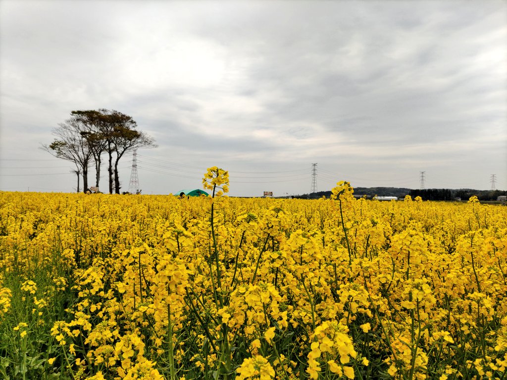 nijivol2's tweet photo. 今日は萱浜の「なの花めいろ」へ行って来ました～
去年より背が高い菜の花にびっくりしました。
子供たちも楽しめたようで良かった良かった～
#復興浜団
#南相馬市原町区萱浜
#なの花めいろ南相馬 https://t.co/sD5ATIrctQ