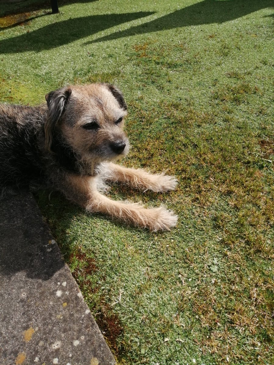 Actually warm enough for a bit of sun puddling today ☀️🐶 #borderterriers #sunnydays #dogsoftwitter