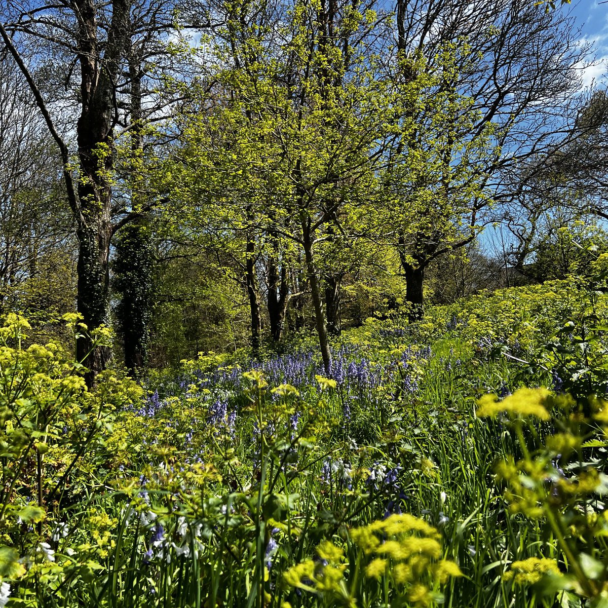 Love Spring! #LuckyLiveFalmouth #Cornwall #TregoniggieWoods