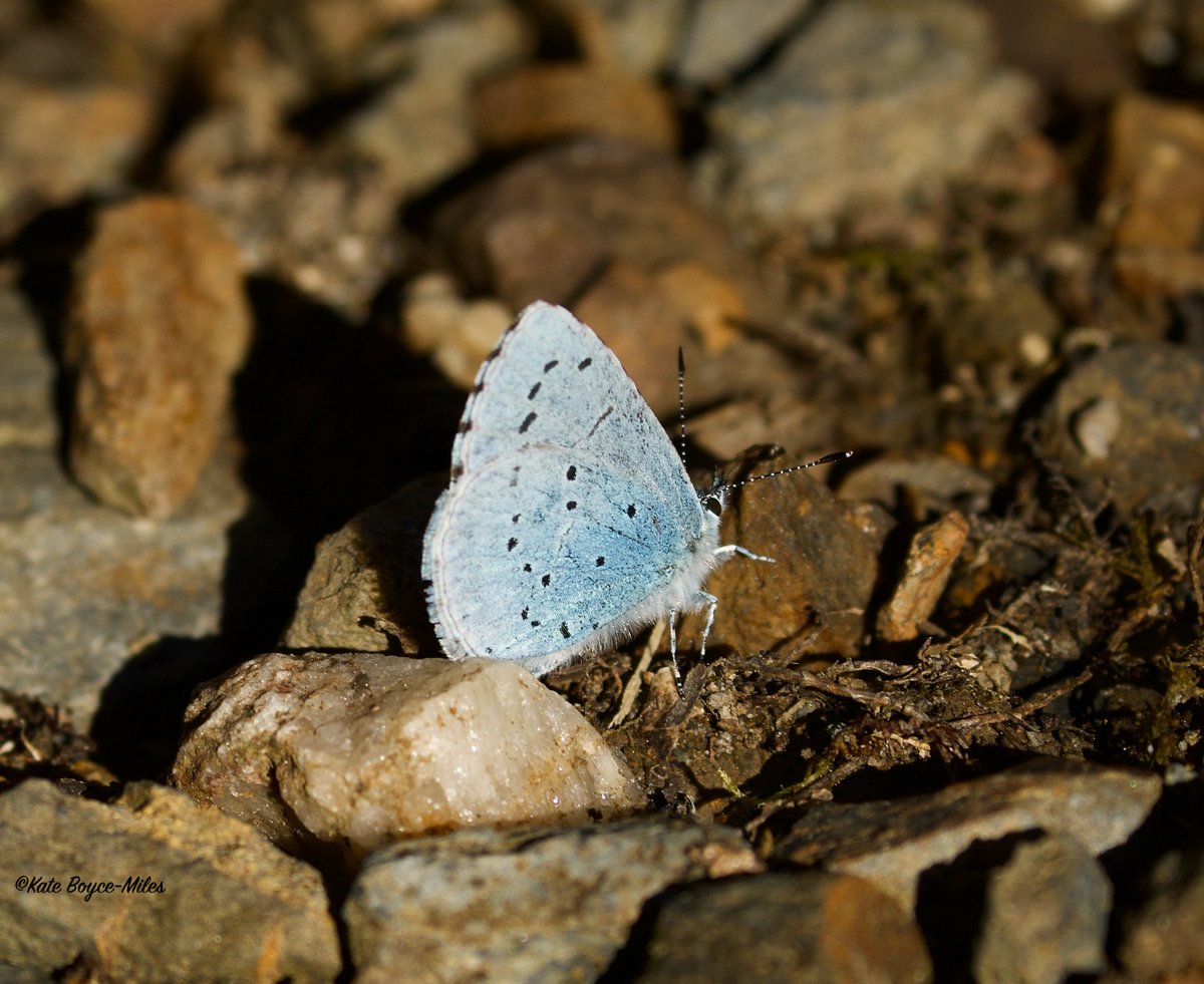 I think this is a 'Holly Blue' butterfly (Celastrina argiolus). DNP. 20.04.2024.#butterfly #devon #blue