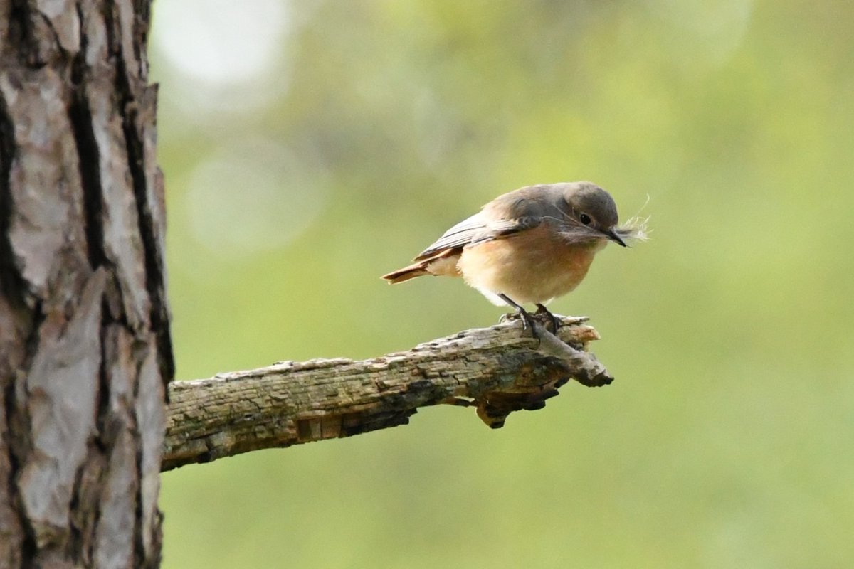 Baldbirder1's tweet photo. A bit of quiet time spent with some lovely Redstarts this morning as they busily gathered nesting material and food in the chilly and windy conditions. Heavily cropped images owing to distance, but still fairly retina-burning... #Birding #CommonRedstart #migration https://t.co/10tEisvyDE