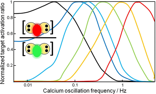 The regulatory capacity of dynamic systems is rich & fascinating. They can enable a common regulatory hub to differentially regulate diverse physiological processes. pubs.acs.org/doi/full/10.10…