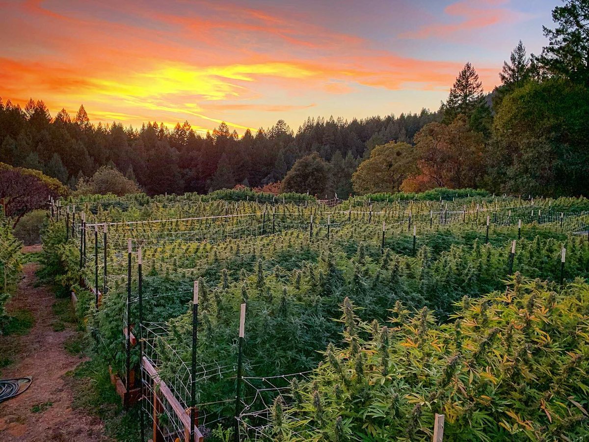 Beautiful view on quiet farm 🏡🌳 📷 StickyFields