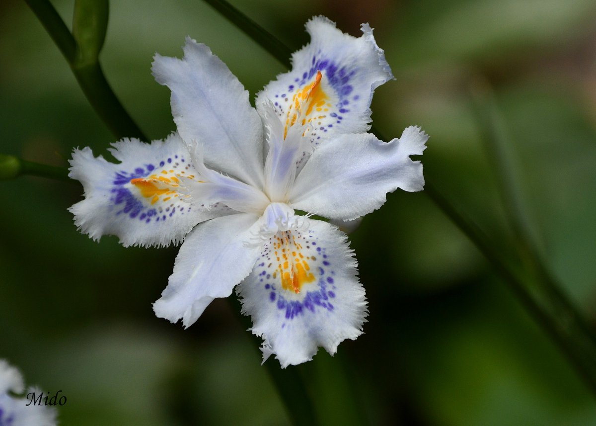 Iris Japonica #flowers #flowerphotography #nature #naturePhotography #flowersinthepark #Tokyo #Japan