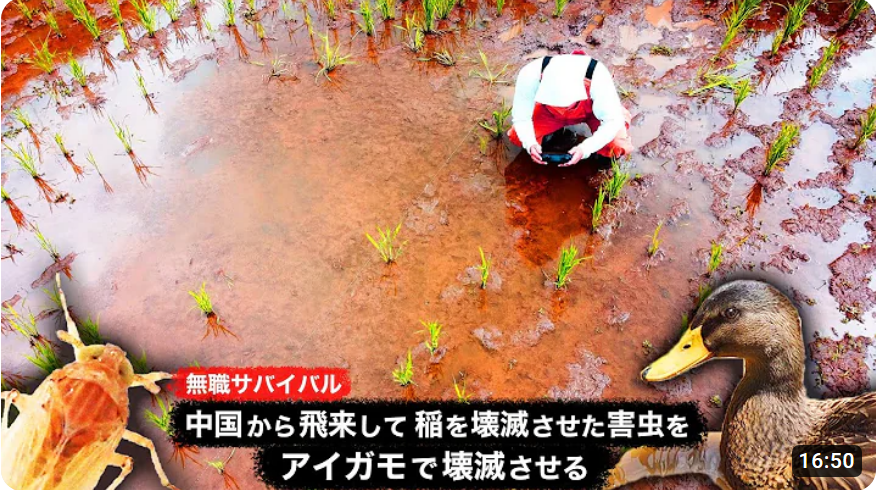 muscles_power's tweet photo. #限界集落で無職になる #Unemployed #RiceFarmer #AbandonedVillage #LiveAlone #Survival #Revival #Farmer #Rice #ducks
【無職サバイバル】
中国から飛来して稲を壊滅させた害虫をアイガモで壊滅させる
【限界集落で無職になる＃41】 
Destroy pests with ducks.
https://t.co/7xzSAAHLaD @YouTube https://t.co/lYYiRGgTFA
