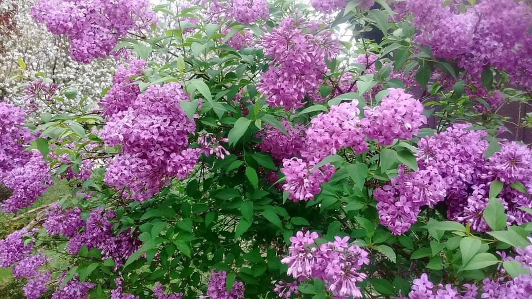#FlowerReport Lilacs