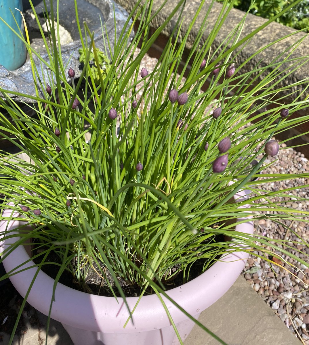 My chives are growing so well. They are going to have loads of gorgeous purple flowers
