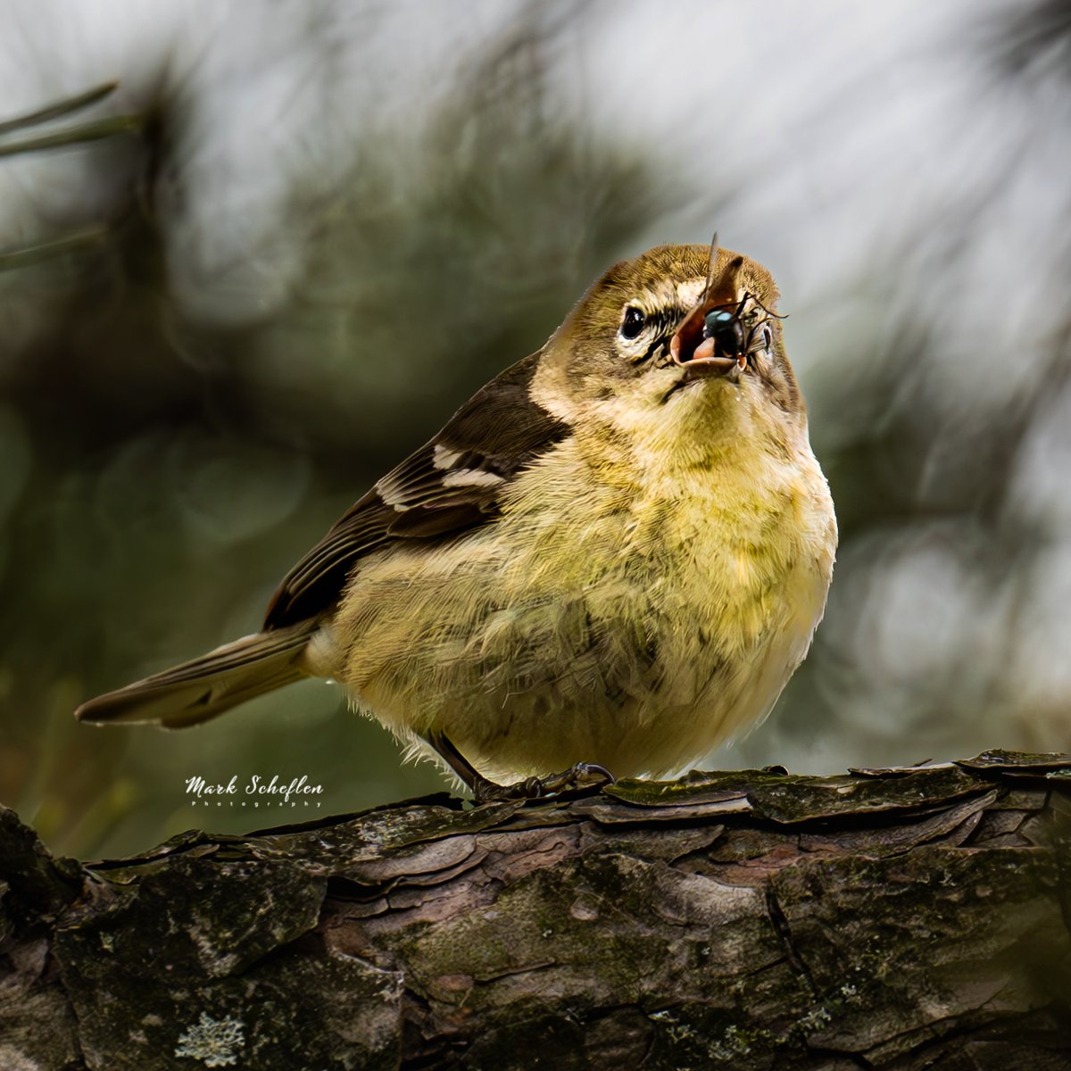 Pine Warbler using its tongue to catch and eat a bug,  Central Park, NYC. #birdcpp #TwitterNatureCommunity #birdsofinstagram #britishnatureguide #naturephotography #birdphotography #twitterphotography #wildbirdphotography #nikonphotography #NatureBeauty #nycaudubon #nikonZ9