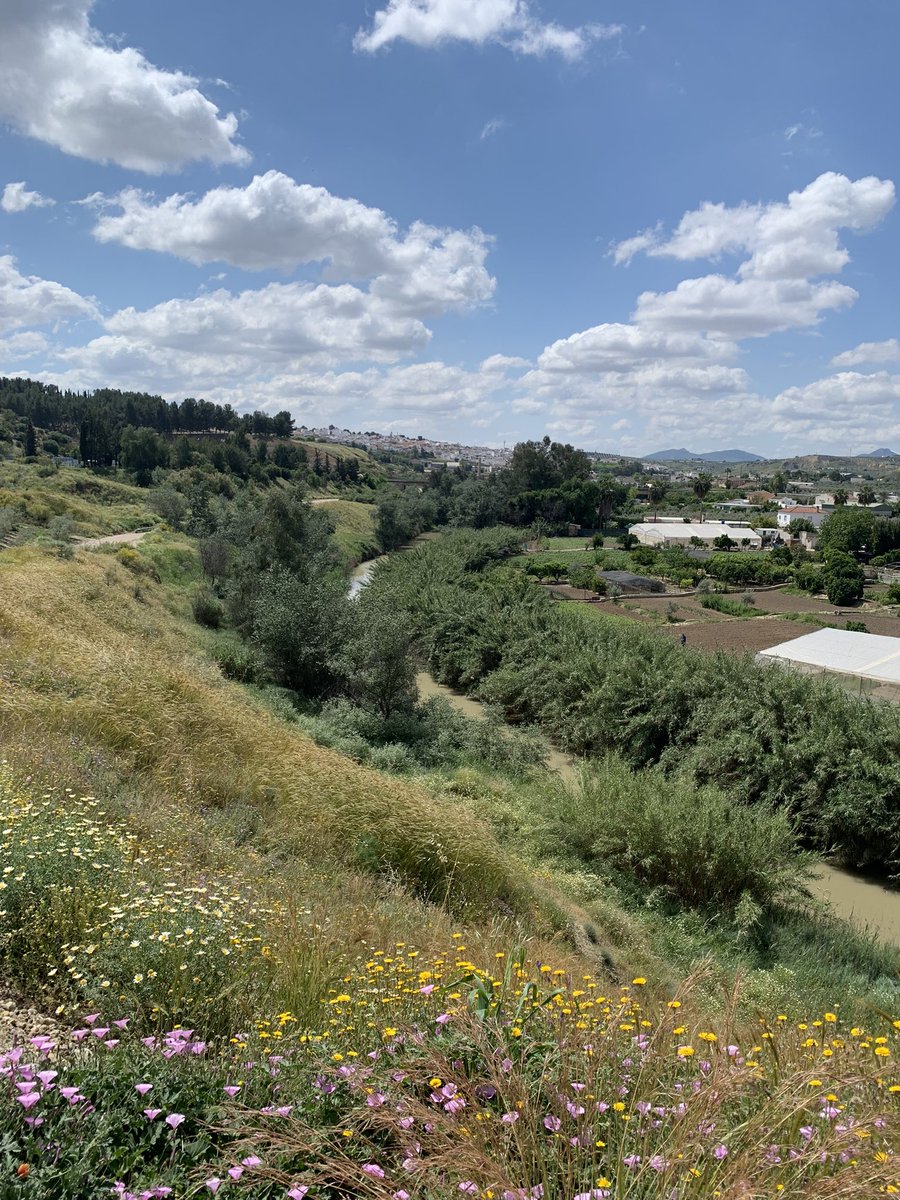 Preciosas vistas de #PuenteGenil desde el Camino de Las Angosturas, que discurre paralelo al río y nos conecta en media hora de paseo con la aldea de #PuertoAlegre

Se accede al camino a través del Señor del Río o del Camino Viejo de la Cuesta del Molino

#PuenteGenilNoEsLoMismo