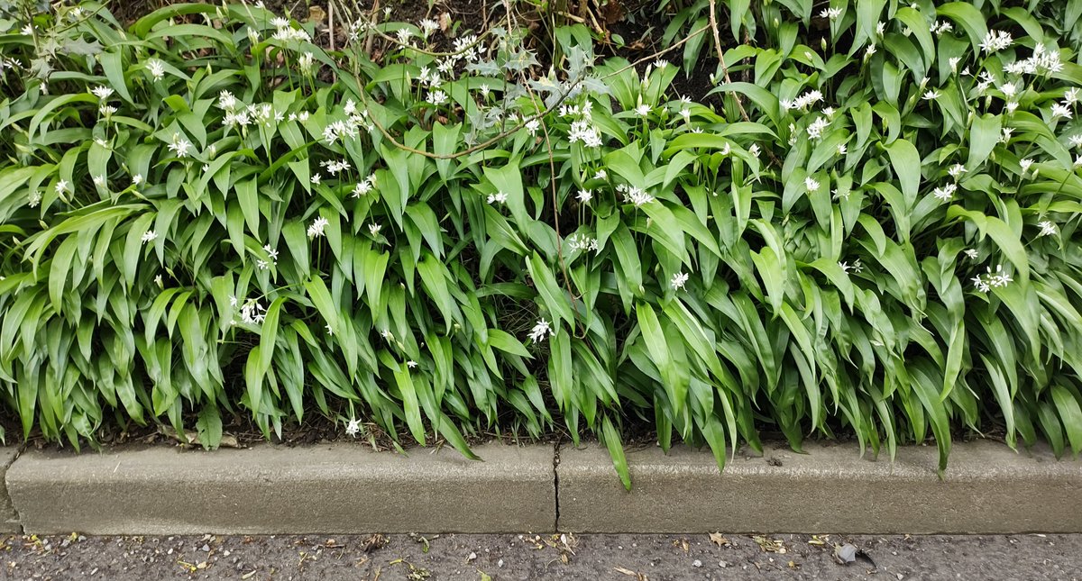 #WildGarlic (Allium ursinum) or #Ramsons growing on the edge of Hayes Lane near #KenleyCommon. It is named bear's garlic because the bulbs are a favourite food of brown bears. Wild garlic is also a favourite food of #WildBoar, and in Britain it is eaten by #Badgers and #Sheep.