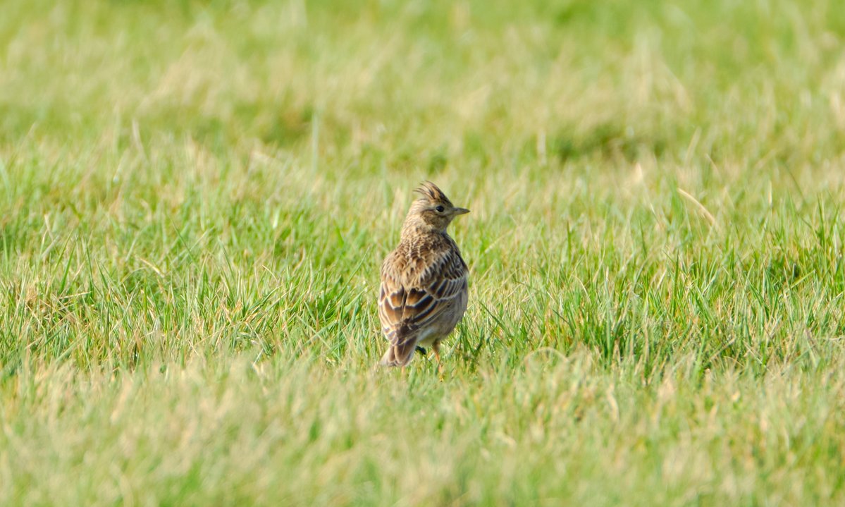 Lovely to hear skylark singing on #FarthingDowns, #KenleyCommon and #Riddlesdown this weekend.