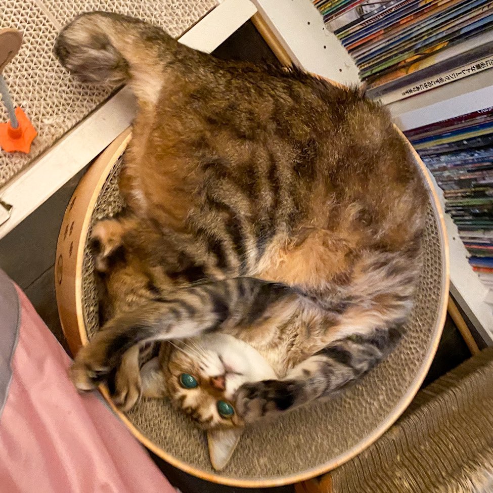 Shikancha's tweet photo. そういえば、まぁるく寝れば良いことにはすぐ気がついたのにゃ。
いまはお気に入りの場所で、だいたいお夕食からベッドで寝る前は、ここでくつろいでるのにゃー。 https://t.co/pVnUVrihRU