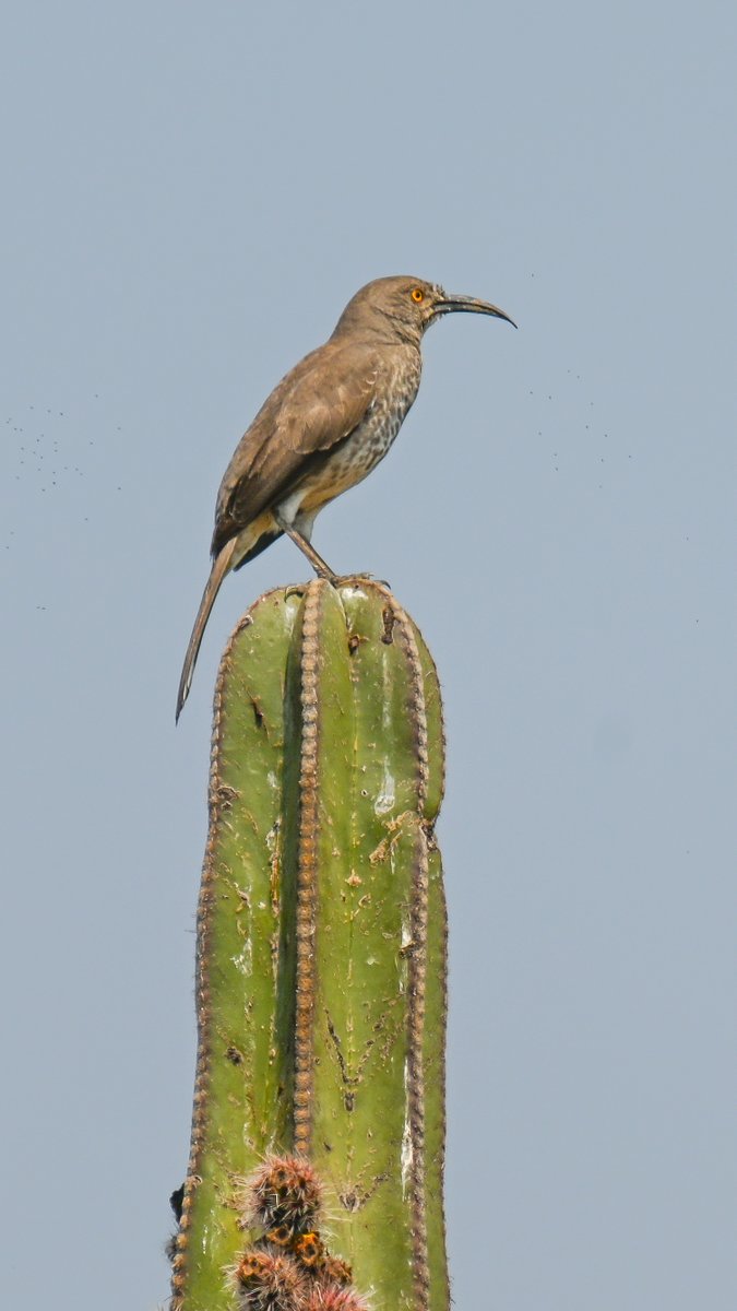 In the biosphere reserve Tehuacán-Cuicatlán in #Mexico I'm certainly getting my fill of cacti, even better when I can combine cacti with birds! Cactus Wren, White-winged Dove, Black-vented Oriole, Curve-billed Thrasher #BirdsSeenIn2024 #birdphotography #birdwatching