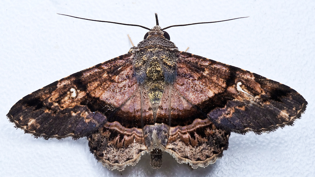 Helia cymansis from Finca Heimatlos Eco Lodge and Farm, near Puyo, Ecuador.