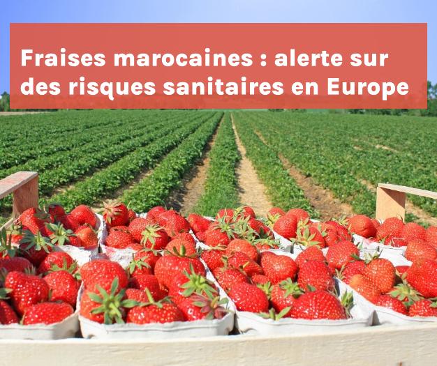 Coup dur pour la filière agricole marocaine qui ambitionne de rafler à l'Espagne le rôle de potager de l'Europe. La fraise marocaine est durement touchée.
➡️ L’article complet ici : google.com/amp/s/www.tsa-…