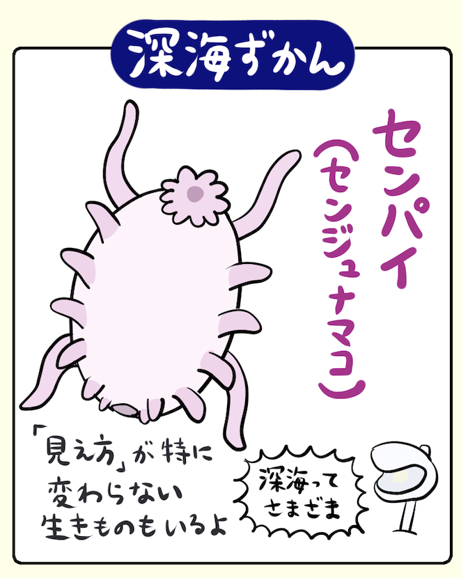 『深海DINER』こぼれ話
センジュナマコは英語で「sea pig(海の豚)」とも呼ばれているよ。色合いとぽってりした体型が理由と思われる。クマナマコもデザイン的に好きなのだが、あちらはちょっと生息する水深が深すぎるので(6千m級の超深海にいる)出しづらい。続編の超深海DINERに出てもらうとしよう