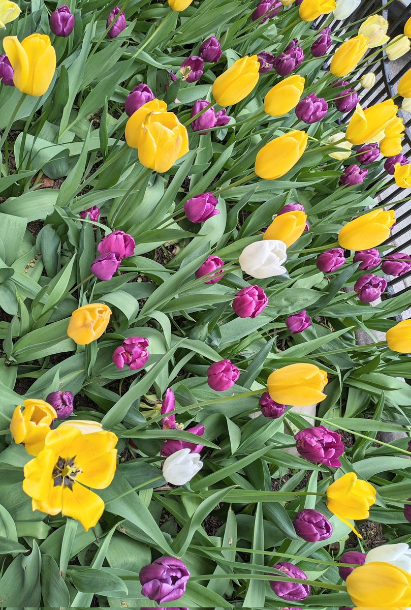 Happy Sunny Sunday! #sunday #tulips