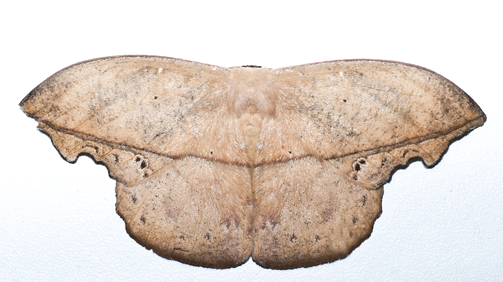 Oxytenis naemia from Finca Heimatlos Eco Lodge and Farm, near Puyo, Ecuador.