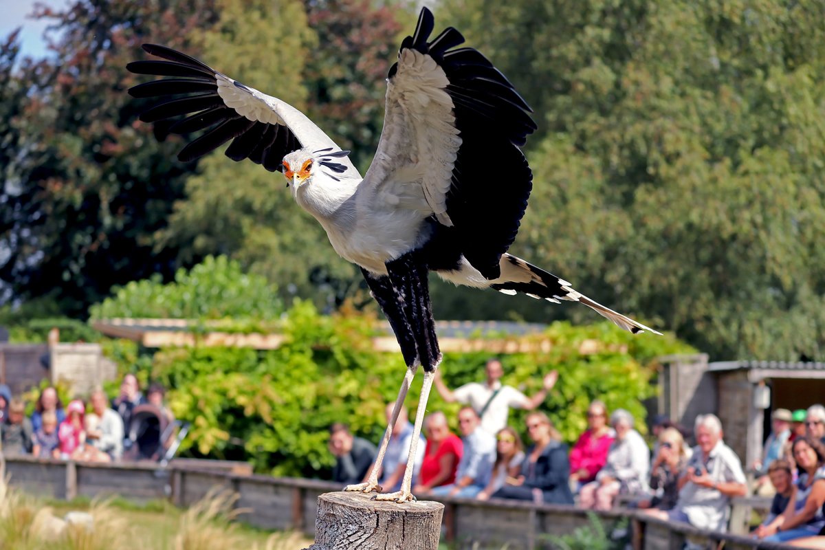 HawkConservancy tweet picture