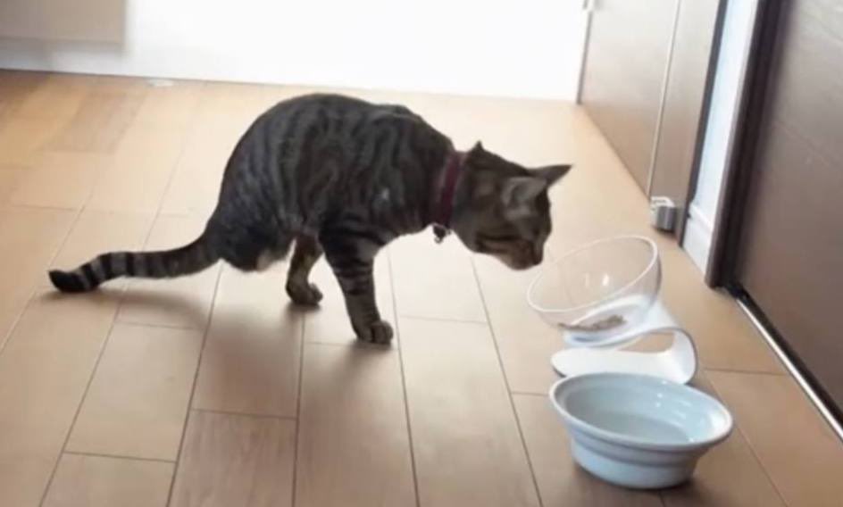 Halfcat17's tweet photo. 🐱💰 "Halfcat for halving: When Bitcoin's rewards get halved, we're all ears! 🎉 Ride the waves of scarcity and innovation with a purr-fect balance. #Halfcat #Bitcoin #Cryptocurrency" 🚀🌕 https://t.co/3qhqwf4HtT