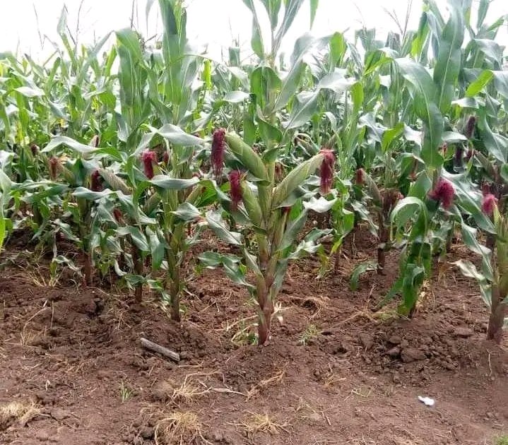 This spacing is done by a few farmers yet it is the recommended one.
#Remember that optimum spacing reduces competition of crops over light and soil nutrients, and allows easy movements in the field during operations like weeding and spraying.

Like and Repost.
#LetsFarmTogether