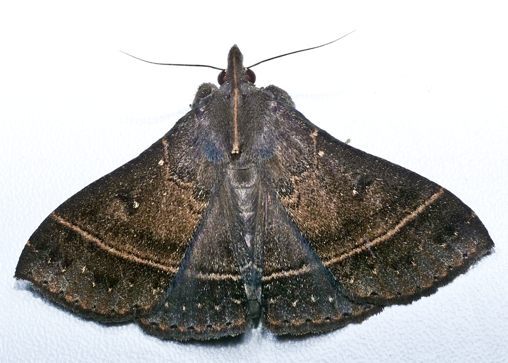 Rejectaria villosa from Finca Heimatlos Eco Lodge and Farm, near Puyo, Ecuador.