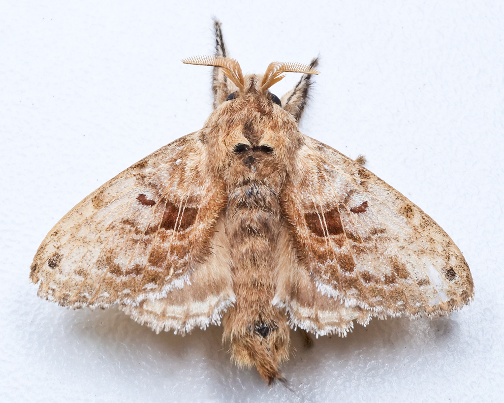 Labedera inflata from Finca Heimatlos Eco Lodge and Farm, near Puyo, Ecuador.