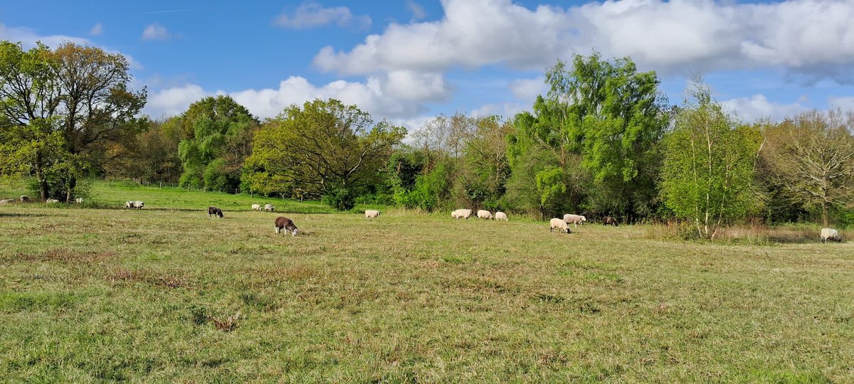 Conservation grazing on #BansteadDowns We’re loving the verdant landscape in this photograph! Thank you @ RobertZeitz 📸 @Downygrazers @DownlandsTrust @reigatebanstead