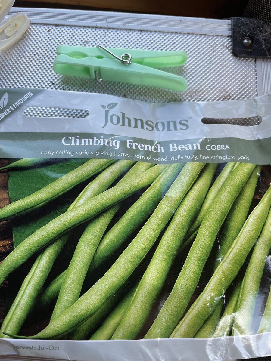 And we’re off - the Cobras 🐍 are unfurling. #smallgarden #frenchbean #GardeningTwitter #johnsonseeds 😝