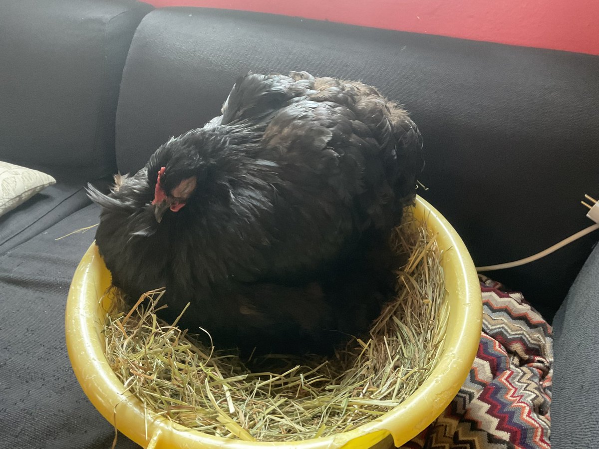 One of my chicken (probably) got into a fight and lost an eye, took her inside and she’s been sleeping for 2 days now. But I think she’s gonna make it, I have had chickens with far worse wounds/conditions survive.