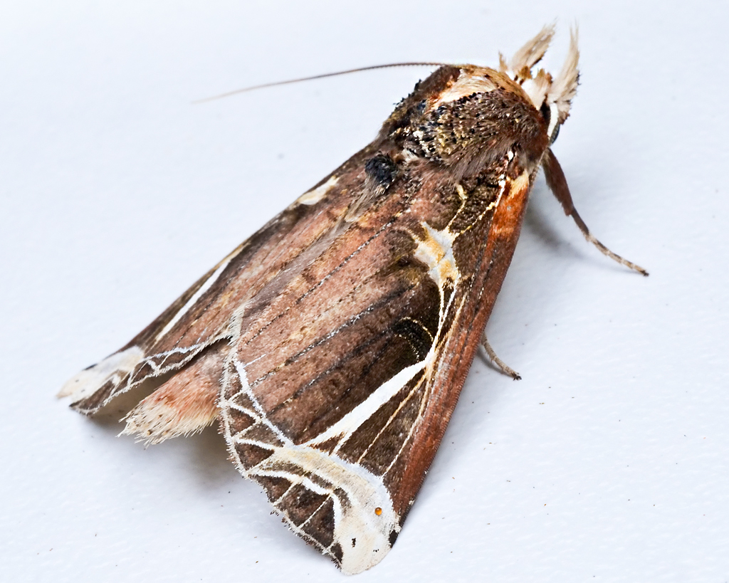 Calledema argenta from Finca Heimatlos Eco Lodge and Farm, near Puyo, Ecuador.