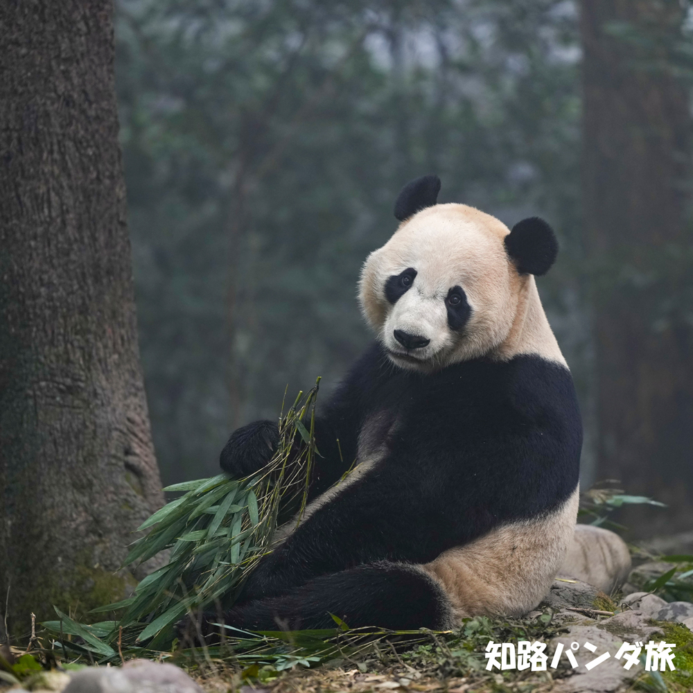 A Bei for the day 3rd Series. Posing for fans.🐼❤️✨🌲 今日のベイちゃん(2023/12/31)。ファンのためにポーズ😍💕💘👍 #panda @BeiBeiPanda3 #China #Bifengxia #雅安碧峰峡基地 #beibei #贝贝