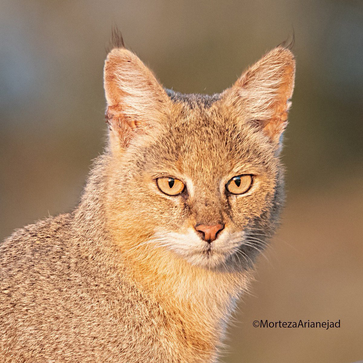 پرتره‌ی زیبا از گربه‌ی جنگلی، هرمزگان

عکس از مرتضی آریانژاد