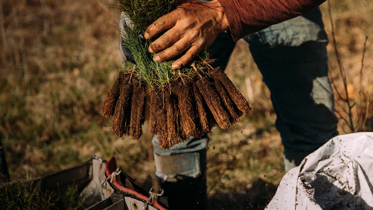 The moment is now. The movement is here. Let’s plant 500 million trees together.