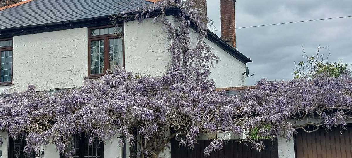 I think this is peak Wisteria. Downhill from here. Till it gets v green.