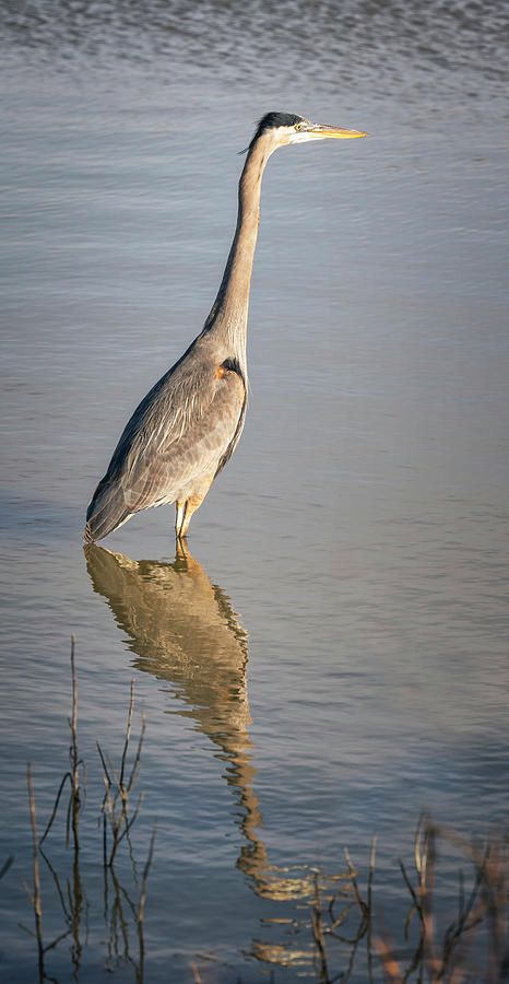 joancarroll's tweet photo. Heron Reflections II! https://t.co/LlPSKYCZ7s #heron #bird #birdphotography #reflections #hagerman #wildlifephotography #wildliferefuge #AYearForArt #BuyIntoArt #giftideas @joancarroll https://t.co/sEzqmvJBHe